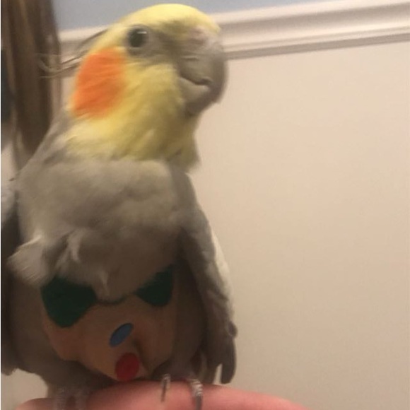 Avian flight suit for cockatiel with leash - Picture 3 of 5